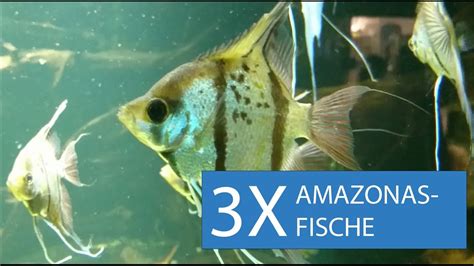 youtube fische